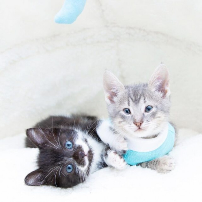 And the adorable duo found a home - together