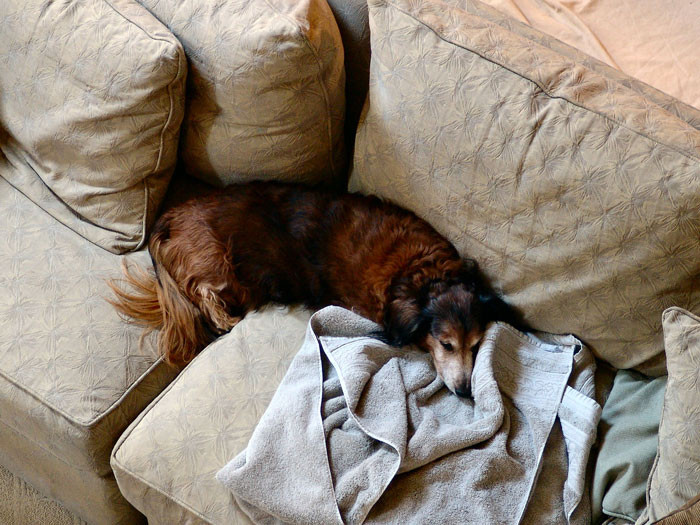 The writer of the piece dislikes dogs because she frequently finds dog hair in her food due to their excessive shedding.