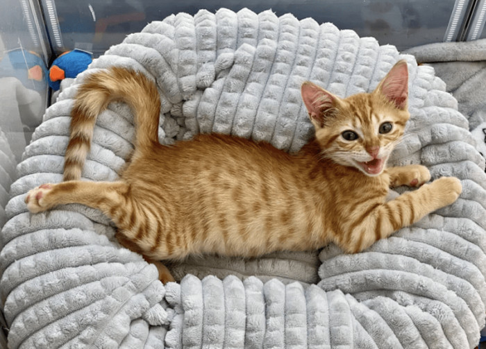 "Oliver, foster kitten of leisure, doing what he does best"