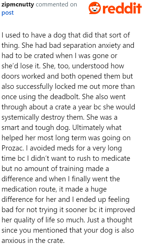 Dogs can go to extremes with separation anxiety.