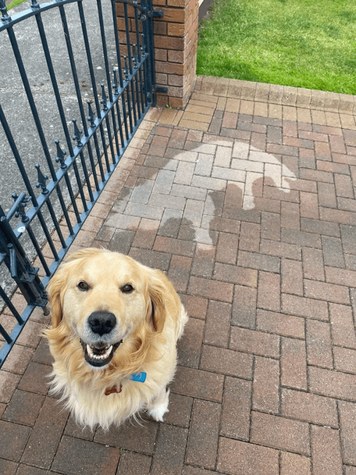 15. Doggo slept through a rainstorm. This is the result.