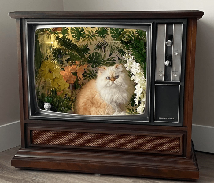 14. "I made a new home for Leo. 200 channels and nothin’ but cats…"