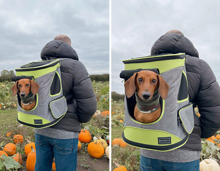 "Carried Through The Pumpkin Patch Like A King"
