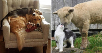 A Delightful Collection Of Heartwarming Animal Friendships That’ll Leave You Stunned