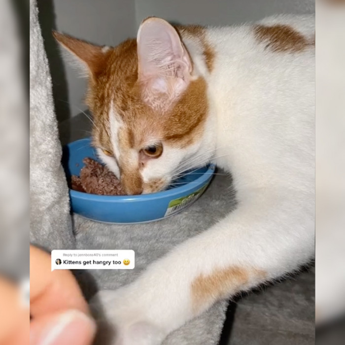 The poor cat still can't realize that food is his and no one is going to take it from him