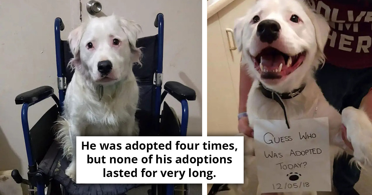 Blind And Deaf Dog Finally Finds His Forever Home And Dedicates His Life To Helping Foster Animals In Need