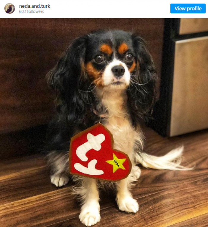 7. Neda, one of TY's fur babies.