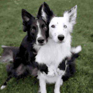 20. Border Collies