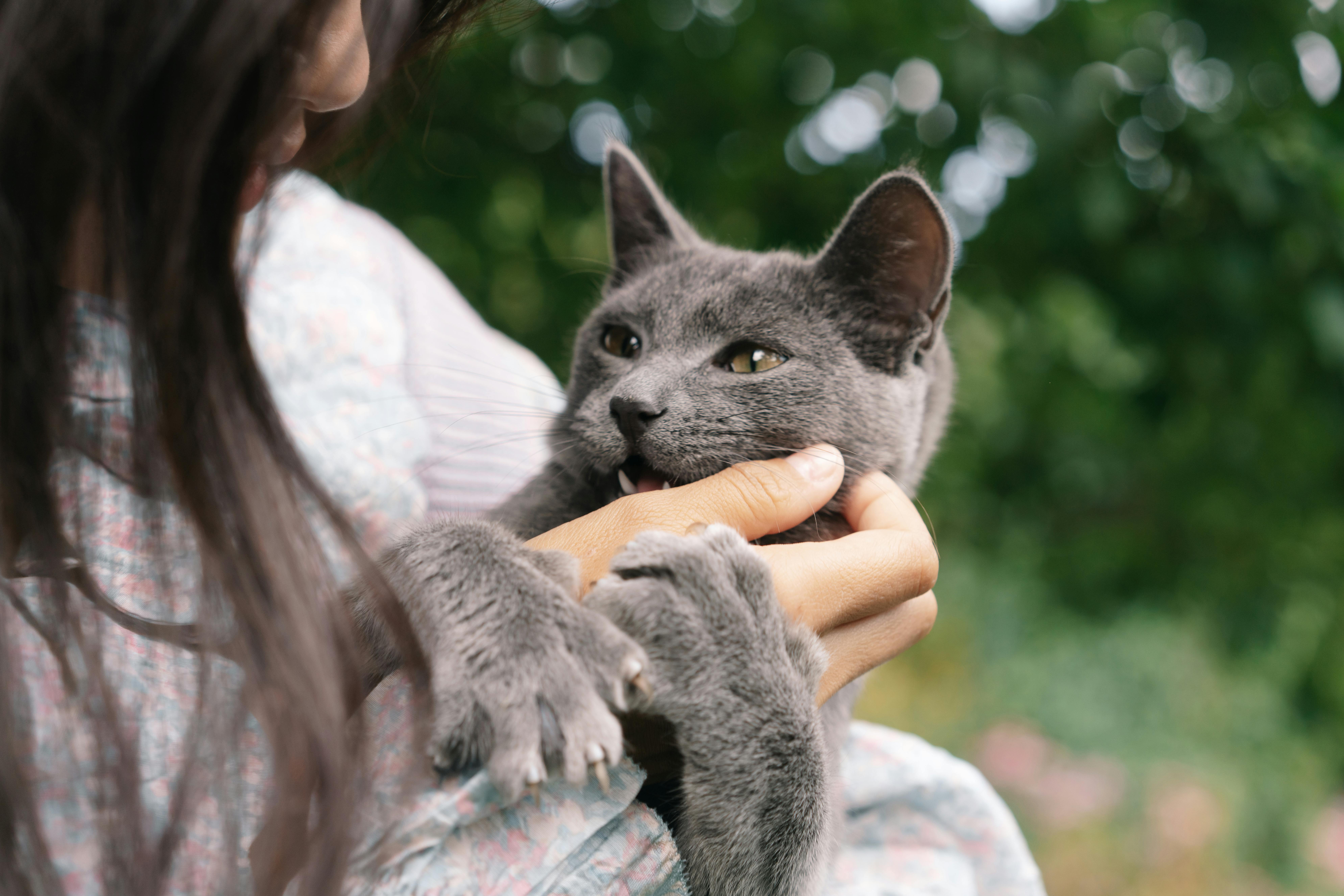 How Cats Choose Their Favorite Person