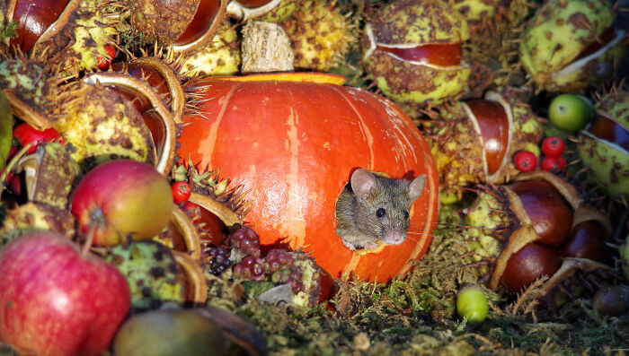 4. George The Mouse In His Pumpkin House