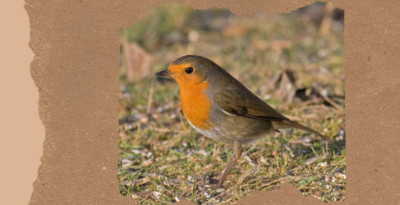 Birds in Spain: 16 Species From Wetlands, Mountains, and Open Country