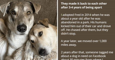 Sibling Doggos Unknowingly Reunite In Their New Forever Home After 4 Years of Separation