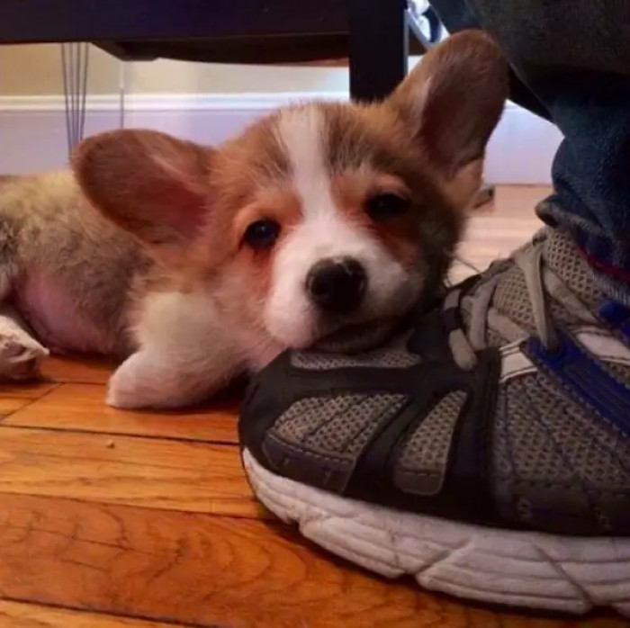 21. When your dog looks at you like this, it's just everything