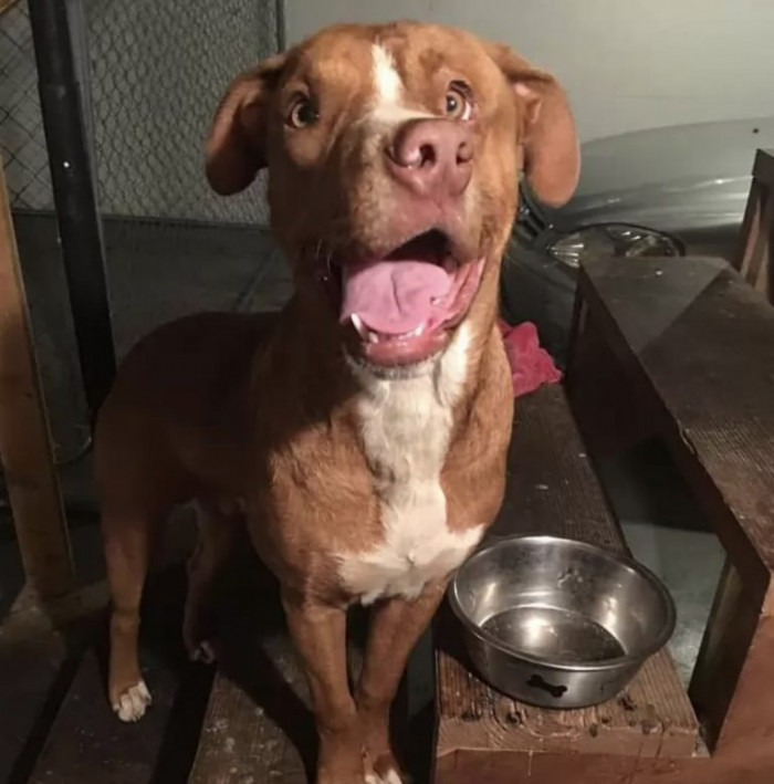 A grizzly altercation with another dog left its mark on his face