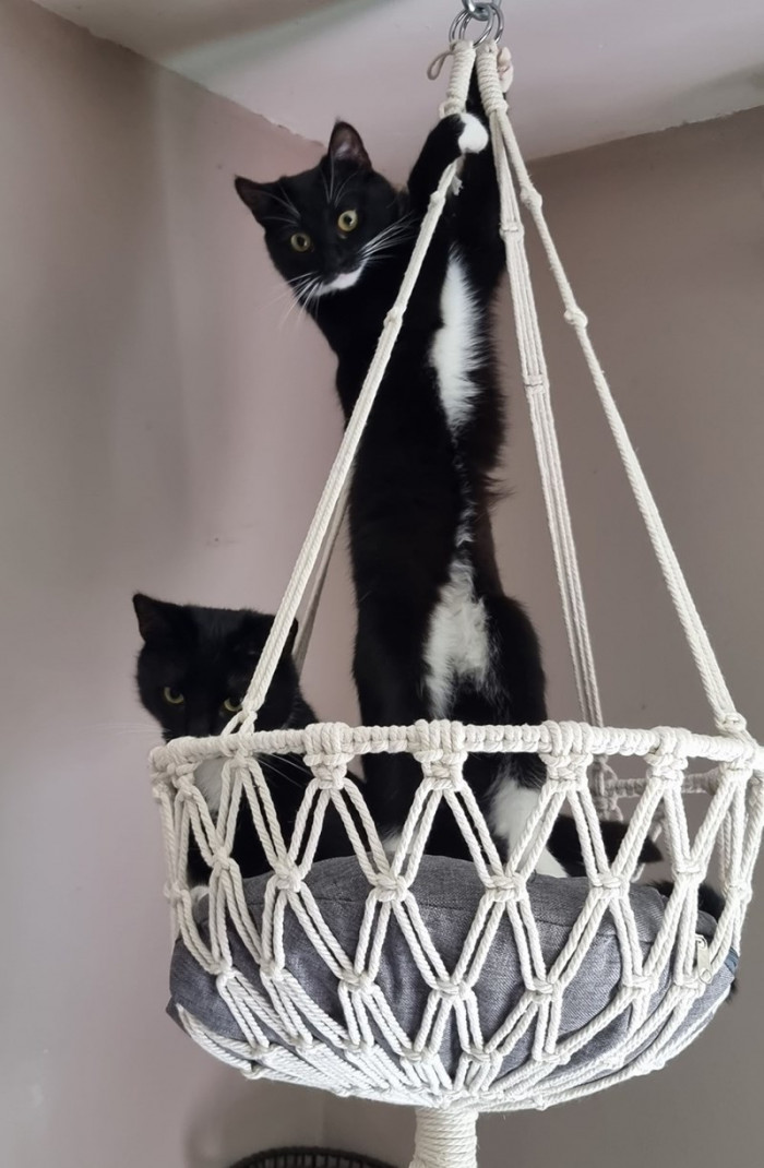 15. "They love a swing."