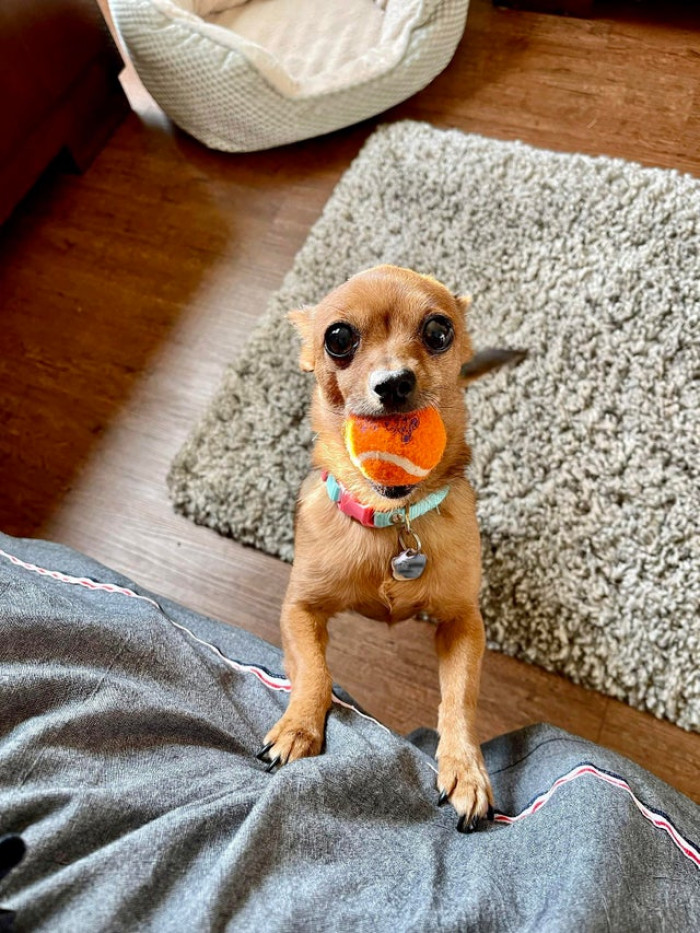 8. "She's always up for a game of fetch."