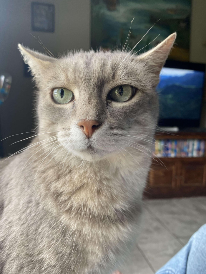 This is Grey Cat. Yes, that is her name. It was given to her by a family she frequently visits. She is a stray but chose them to be her humans.