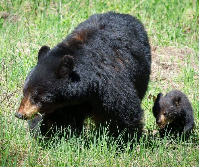 "Mamma showing her kid the ropes."