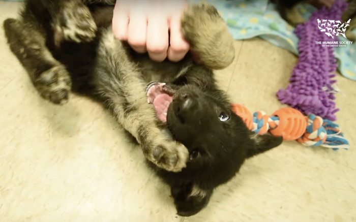 Within a few days at the rescue, after a few rounds of medically prescribed belly rubs, Daniel looked much happier