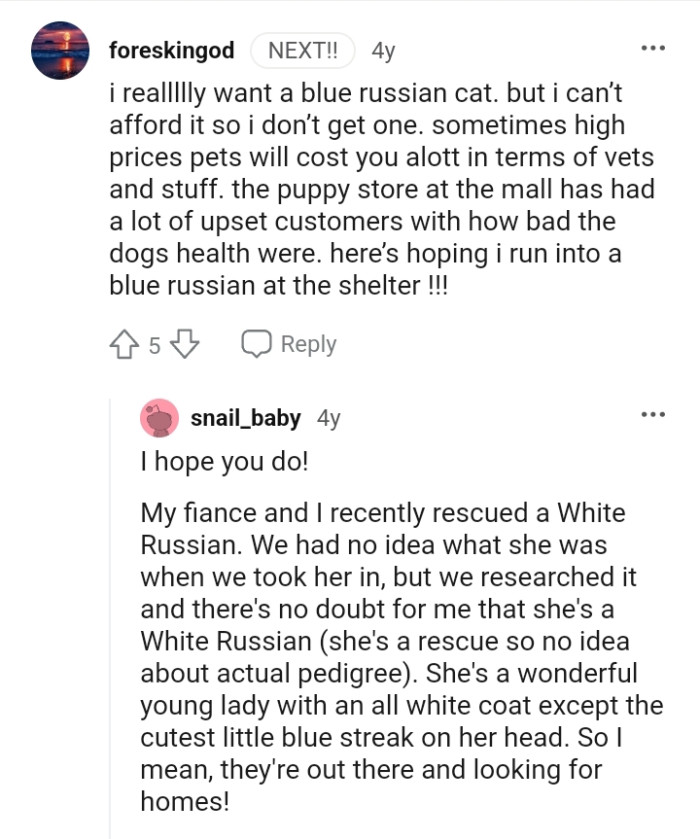 This Redditor really wants a blue Russian cat