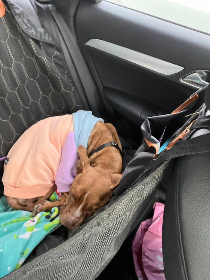 The pup was immediately transported to an emergency vet clinic