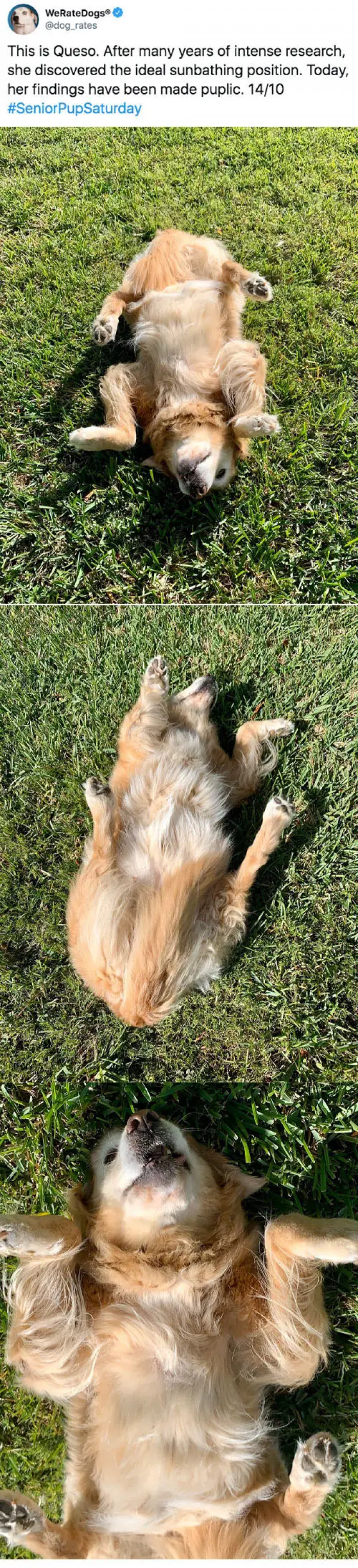 5. Here is a cute dog named Queso, and it is clear he has perfected his sunbathing position.