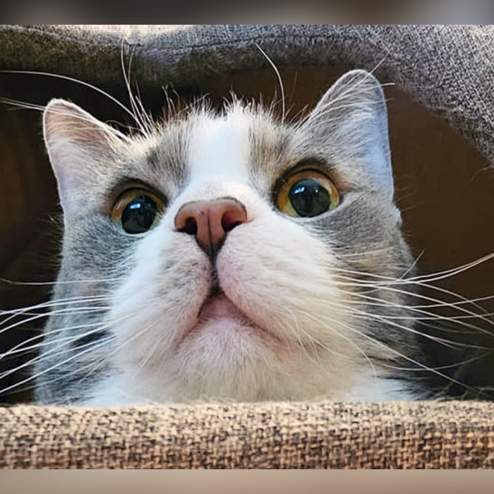 Charlie's former family made the decision to have his front paws declawed, which can lead to permanent problems for a cat.