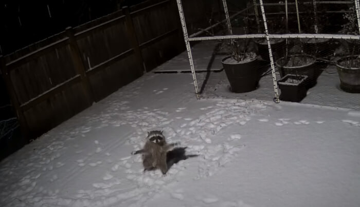 He was working on his computer when something popped up on the monitoring screen of his security cameras