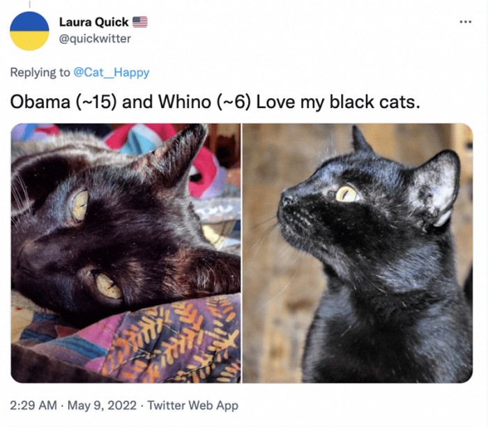 3. Why have one black cat when you can have double the cuteness and double the fun?