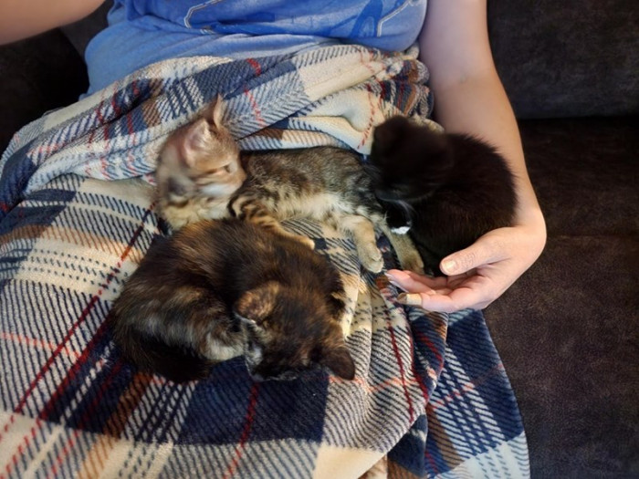 Family prepares a quiet safe room for an adopted kitten to adjust.