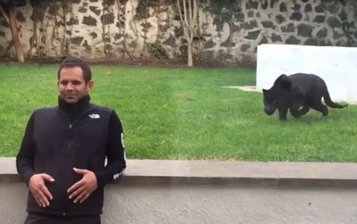 Eduardo Serio, the owner of the Black Jaguar-White Tiger Foundation, was leaning against a wall when a black panther silently approached him from behind.