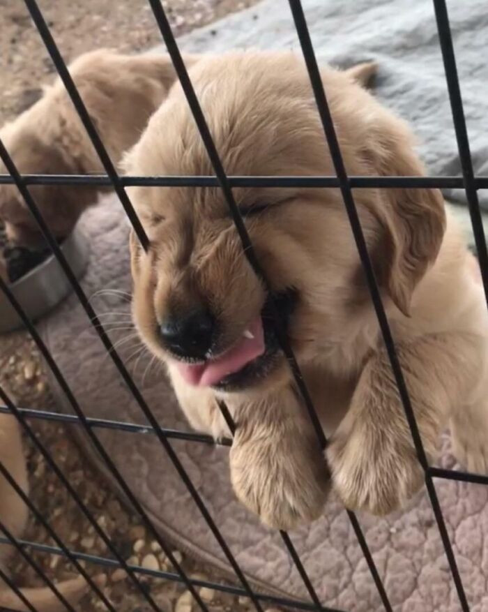 20. By the looks of it, Arty is prolly going to be a therapy dog.