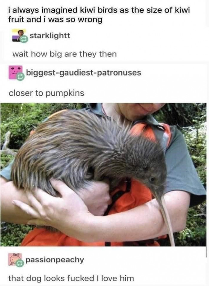 4. When you think kiwi birds are the size of a kiwi