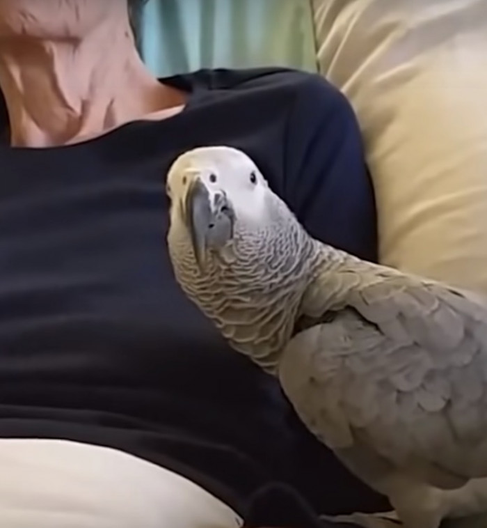 2. The parrot is staying by his human mom’s side during her last days!