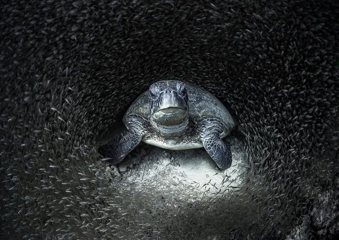 Ocean Photographer Of The Year 2021 - Aimee Jan