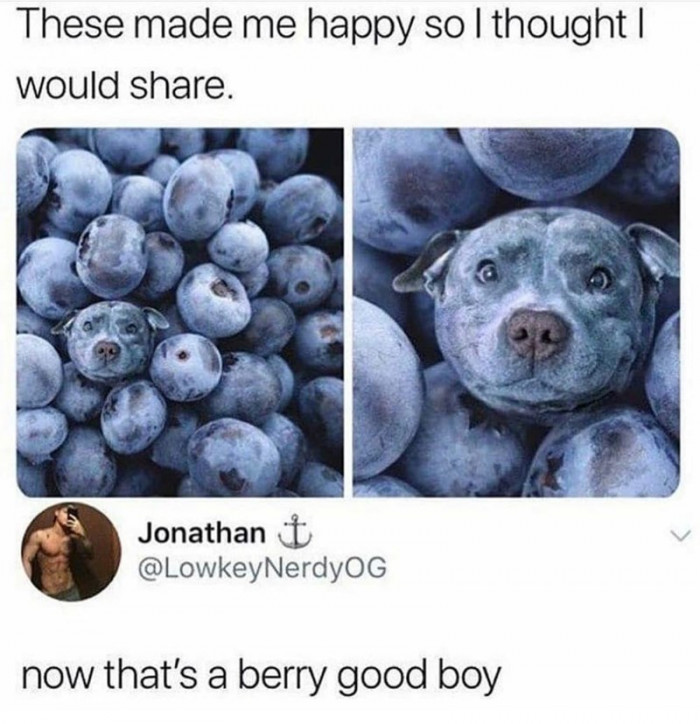 1. Aww... Such a cute doggo boy