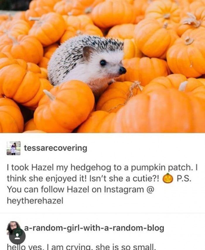 16. We are instant fans!