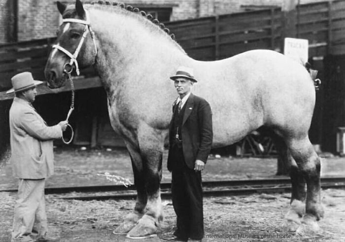 "Brooklyn Supreme, the biggest horse ever - 7 feet tall and 3,200 pounds, 1930."