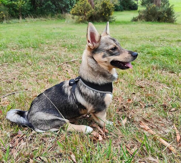 8. Swedish Vallhund