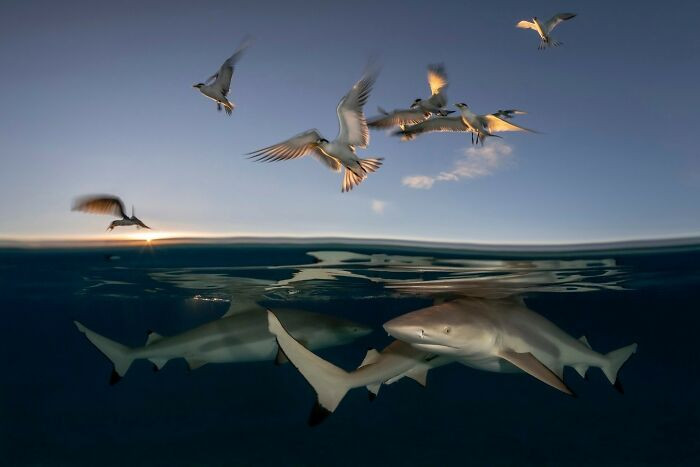 “Sharks & Birds” By Borut Furlan