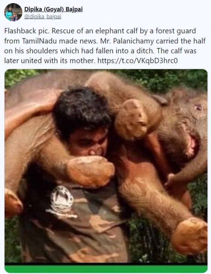 The story has a happy ending as the calf was later reunited with its mother.