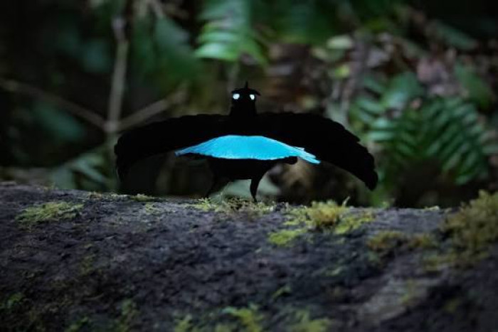 9. Vogelkop superb bird of paradise