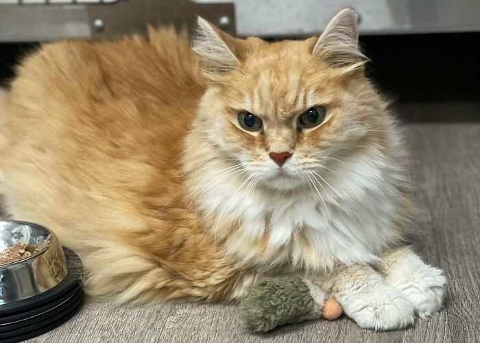 25. "I Just Adopted This Old Man (15 Years) With A Lot Of Health Issues. His Owner Passed Away And They Were Going To Put Him To Sleep. Welcome Home, Buddy!!"