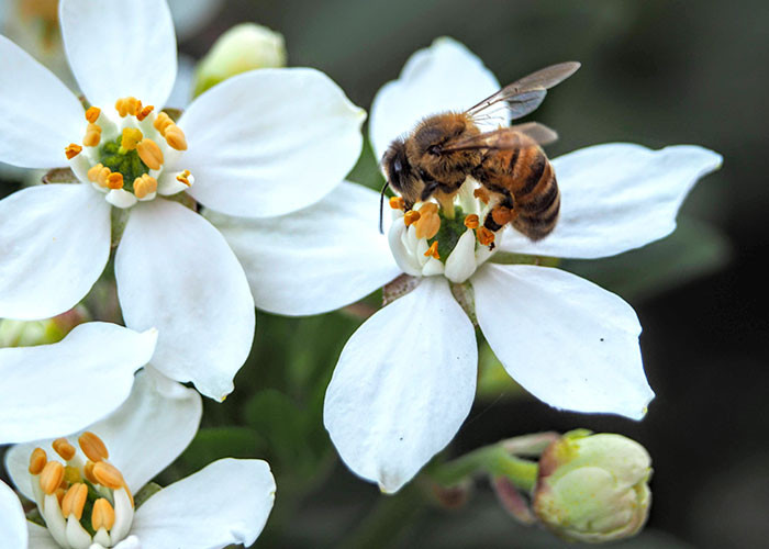 3. Honey Bees