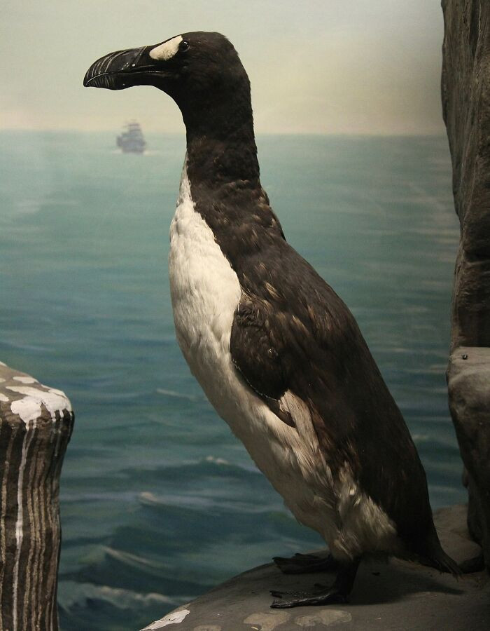 Great Auk - Extinct 1852