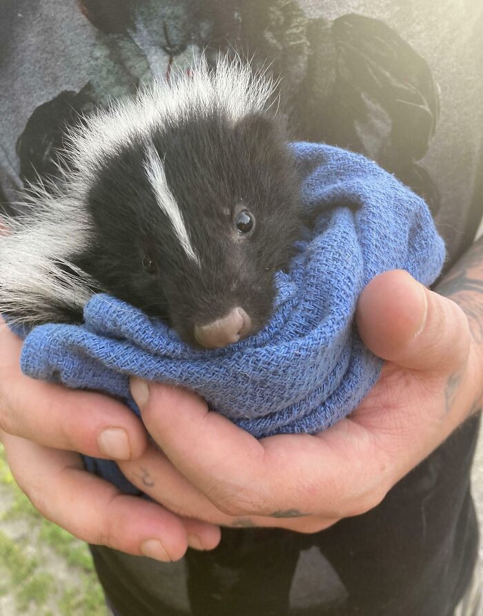 "Rescued A Skunk"