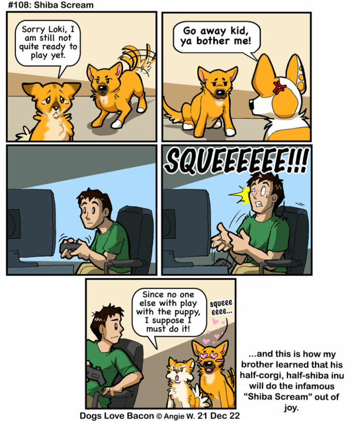 The Shiba Scream After Finally Finding a Playmate.