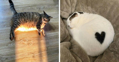 51 Photos Of Odd, Hilarious, And Quirky Cats From An Instagram Account That Focuses On Avantgarde Snaps Of Felines