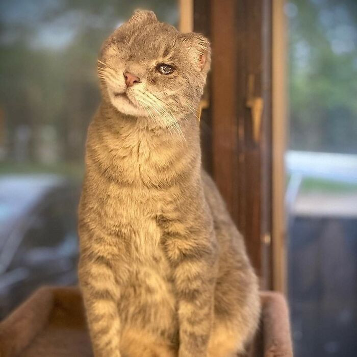 "Meet Milo, He's A Kitty At Furball Farm Pet Sanctuary, An Organization That Only Takes In Unwanted Cats"