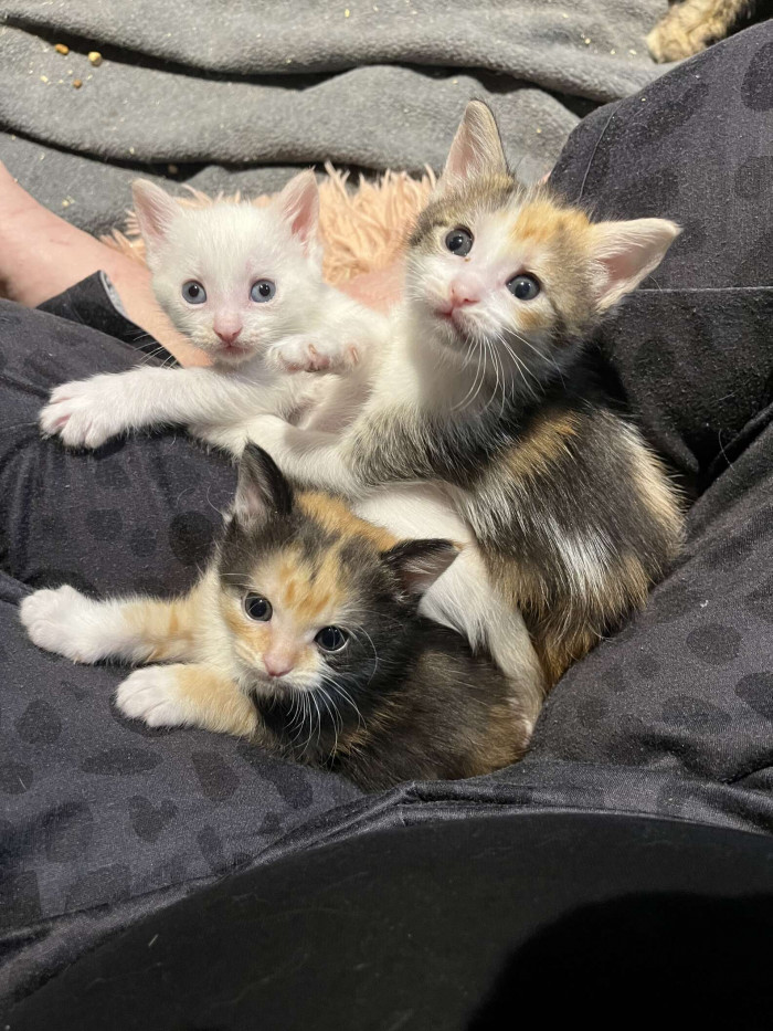 They are healthy and happy, and waiting for their forever home